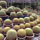 Cactus Valley @ Cameron Highlands