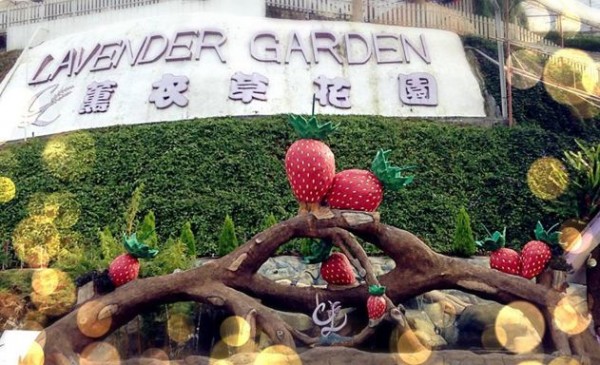 Cameron Lavender Garden