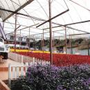 Cameron Lavender Garden